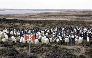 Пингвинам мины не страшны